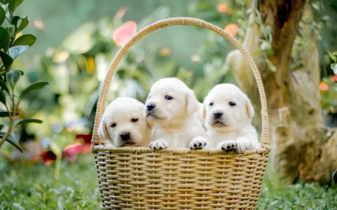 竹篮里三只可爱的白色拉布拉多犬幼崽萌萌哒壁纸