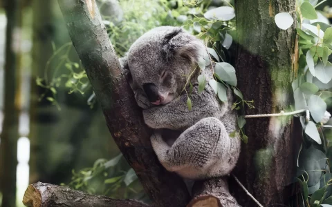 澳大利亚国宝树袋熊考拉萌态十足图片壁纸大全
