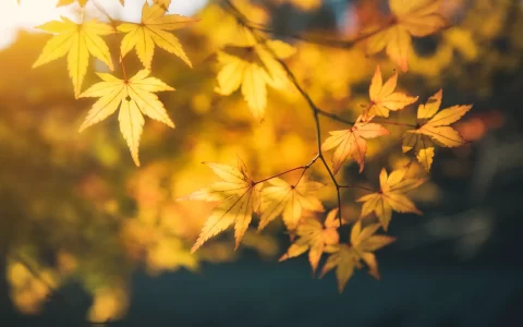 秋天真的很美 金黄色秋叶一片风景高清壁纸
