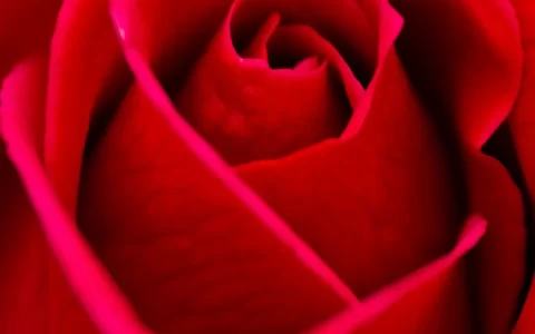 美丽的红色玫瑰花微距拍摄手机壁纸