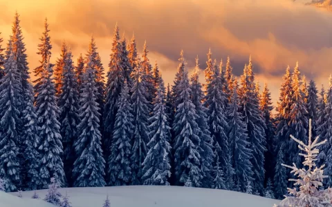 冬天远处群山与山脚树林雪地风景手机壁纸