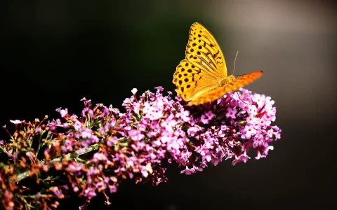 最美组合之美丽的蝴蝶与鲜艳的粉红色花朵