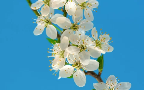 梦幻蓝色天空背景和美丽的白色樱花花枝手机壁纸