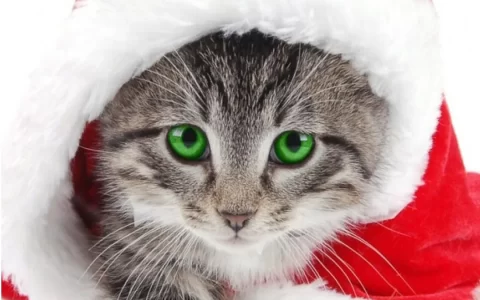 克劳斯猫圣诞节头载红色圣诞帽可爱手机壁纸