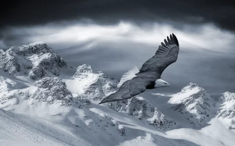 北美大陆大型猛禽白头鹰翱翔蓝天电脑壁纸大图