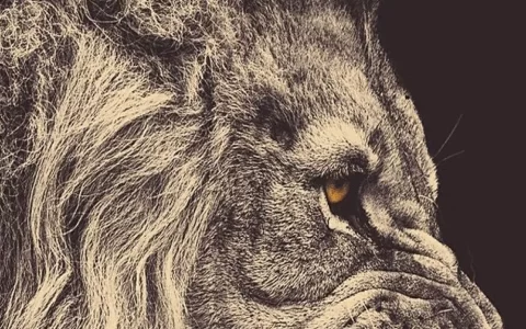 凶猛的狮子张开大嘴黑色背景侧面大图壁纸