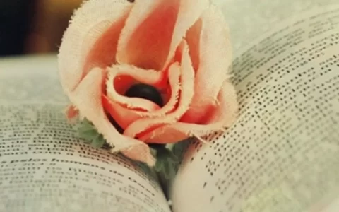 书本里的粉色玫瑰折花唯美系列手机壁纸