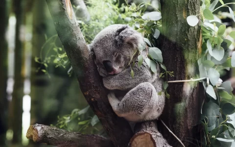 澳大利亚原始树栖动物树袋熊/考拉可爱呆萌壁纸