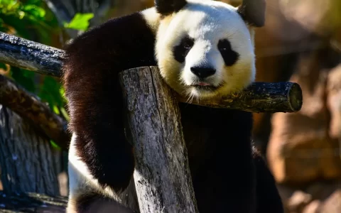 中国国宝大熊猫憨态可掬外表大大黑眼圈桌面壁纸（二）