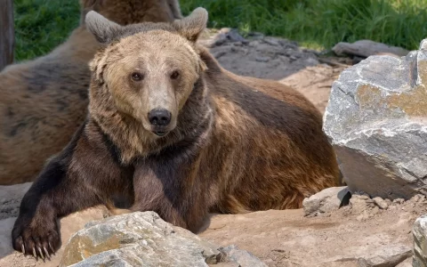 哺乳动物棕熊嘴露獠牙野外悠然自得图片壁纸