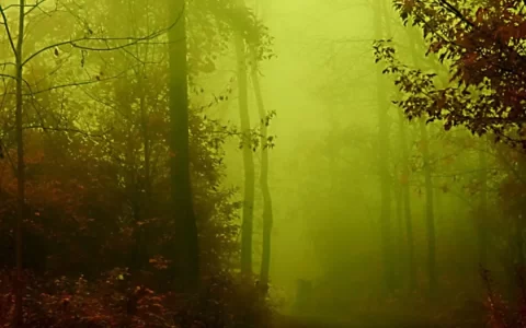 迷雾笼罩的怪异森林恐怖意境手机壁纸