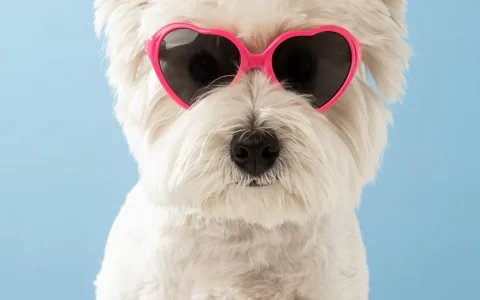 毛茸茸的白色小狗狗头戴粉色眼镜高清大图