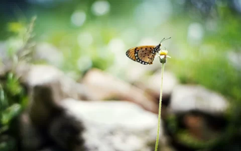 不得不说的故事：蝴蝶和花朵高清微距摄影壁纸（五）