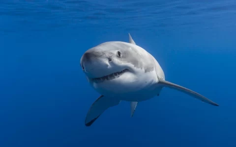 海洋中最凶猛的鱼类鲨鱼凶残模样矫健身姿桌面壁纸