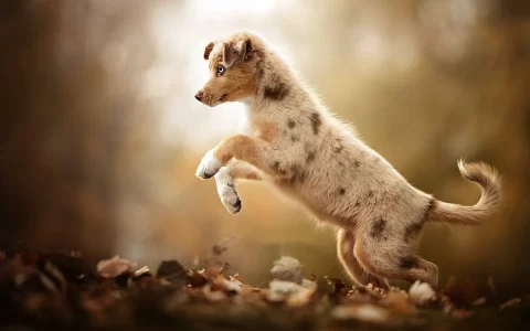 秋天落叶中玩耍的可爱狗狗一丝憨态图片壁纸