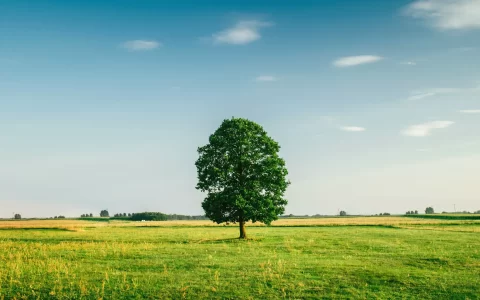 天空绿草地一棵树与大自然和谐共生风光系列桌面壁纸