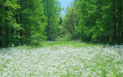 春天来了绿色树林里遍地鲜花盛开自然风景壁纸