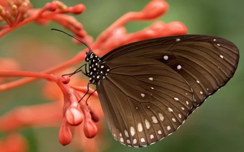 花丛间飞舞的蝴蝶和谐自然唯美系列桌面壁纸