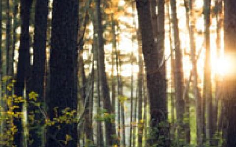 笔直的参天大树图片 阳光透进树林森系头像