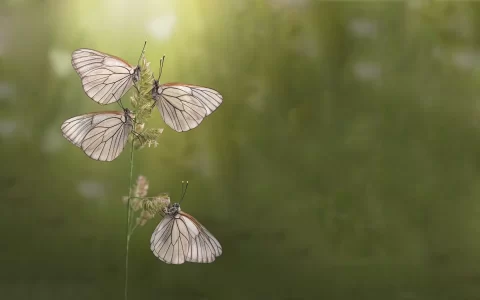 拥有一对漂亮翅膀的蝴蝶绚丽多彩唯美大图
