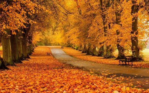 秋天来临森林树木小路到处金黄色一片唯美壁纸大图