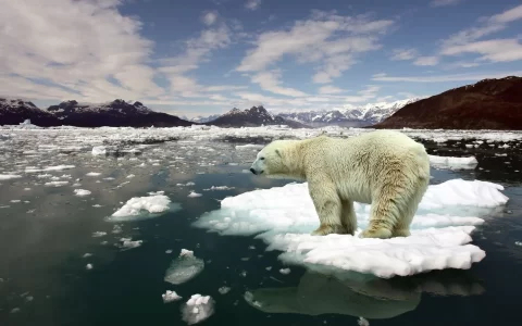 冰天雪地里的北极熊冰雪融化无家可归模样高清大图