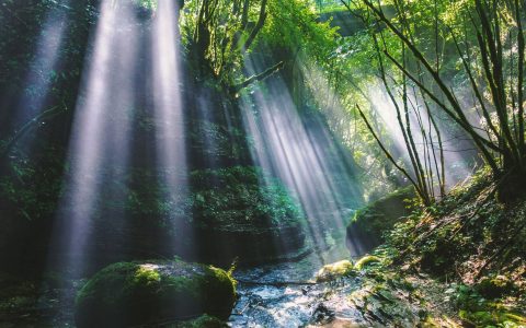 阳光透过森林的山谷 苔藓绿植自然风景壁纸