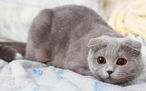 可爱逗人的灰色小猫咪高清壁纸下载