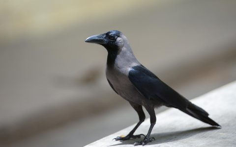 一只漆黑羽毛的乌鸦高清图片下载