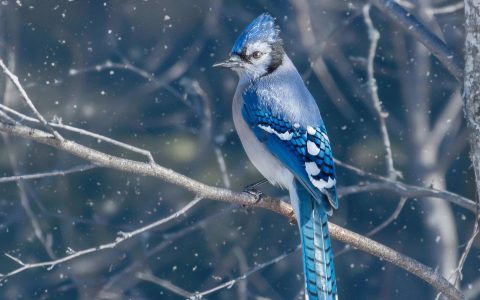 雪天枝头上的冠蓝鸦小鸟电脑壁纸