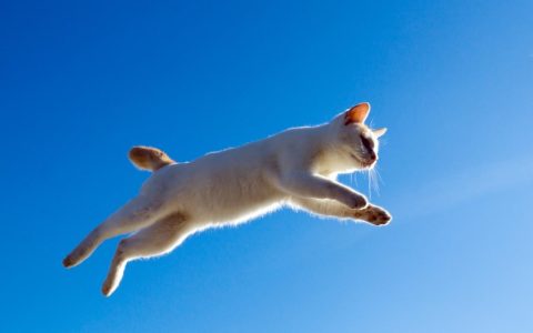 跳跃白猫桌面壁纸