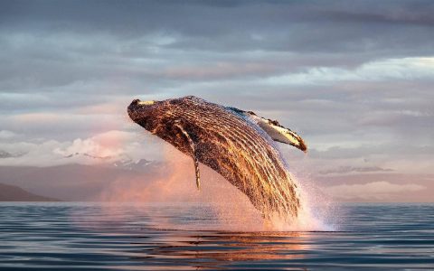 跃出海面的座头鲸壁纸高清下载