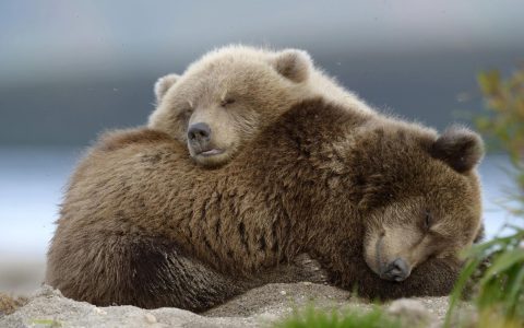 熟睡的两只棕熊可爱动物壁纸