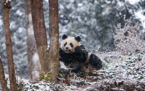 吃竹子的大熊猫高清壁纸图片