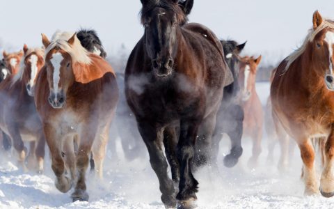 雪地奔驰的骏马图片