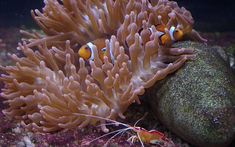 珊瑚丛中遨游的小丑鱼图片