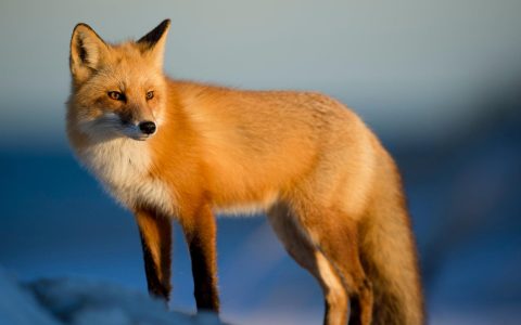 狡猾的动物狐狸图片桌面壁纸