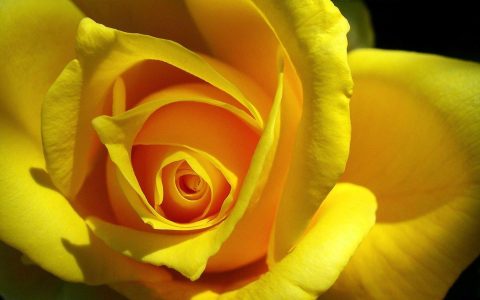 最美黄玫瑰花高清壁纸