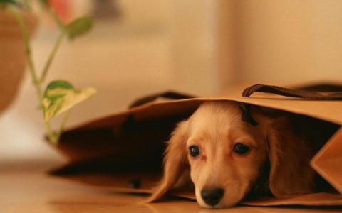 手提袋里的小狗可爱壁纸