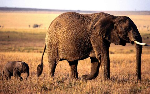 非洲行走的大象母子，亲情无限。