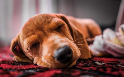 熟睡的棕色小狗宠物图片壁纸