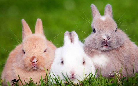 三只可爱的小兔子