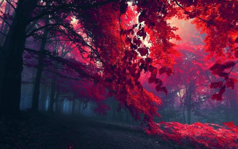 秋天森林里火红的树叶风景桌面壁纸