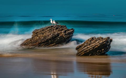 海滩岩石上海鸟图片精美电脑壁纸