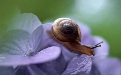 花朵上的小蜗牛