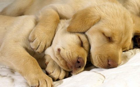 睡梦中的两只小狗可爱壁纸桌面