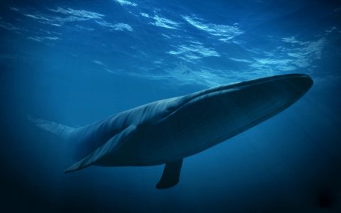 世界上最大的动物蓝鲸高清桌面壁纸