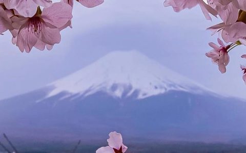富士山樱花唯美浪漫风景图片壁纸