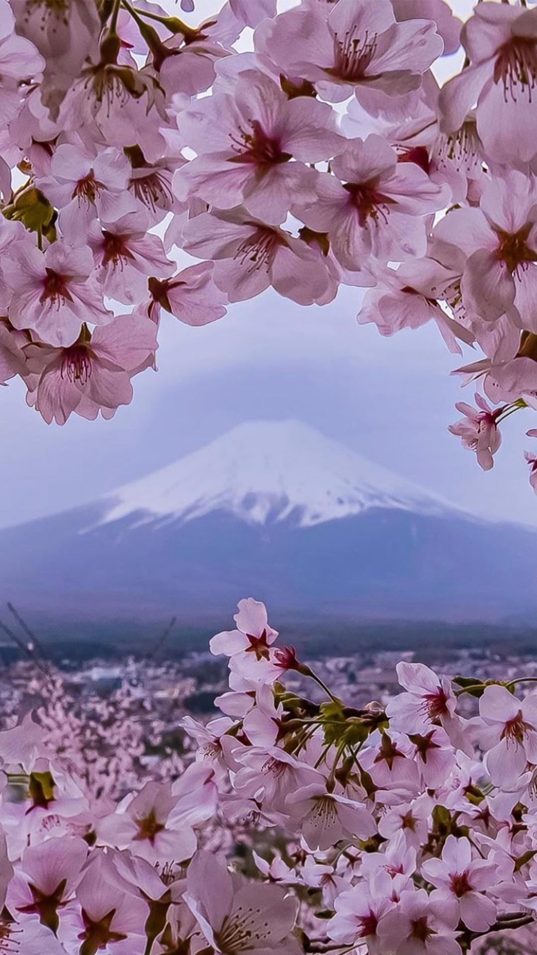 富士山樱花唯美浪漫风景图片壁纸插图