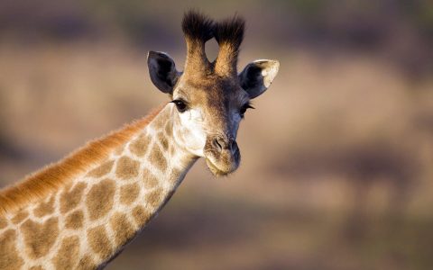 非洲野生动物长颈鹿高清电脑壁纸